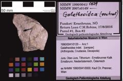 Foto (Objekt + Etiketten) von Galatheoidea indet. (NHMW-GEO-1990-0041-0129)